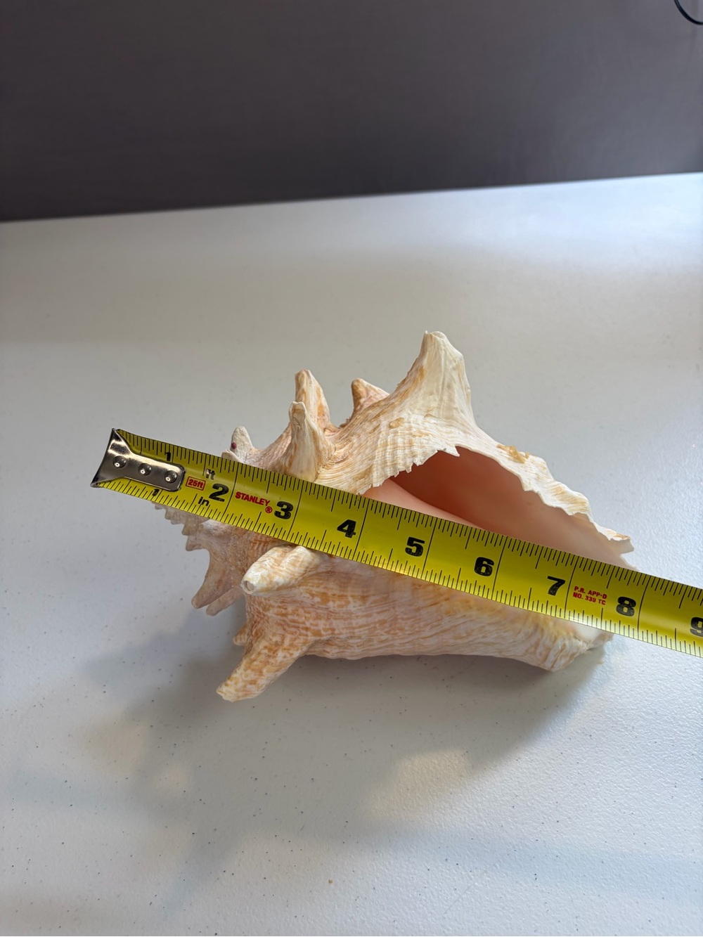 Natural Queen Conch Shell 8" Long Large Pink Rare Ocean Home Decor Seashell - Picture 5 of 7